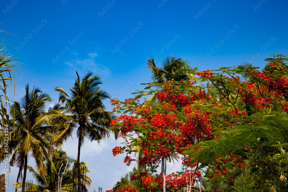 Delonix Royal fire umbrella blooming against blue sky coconut palms, tropical tree