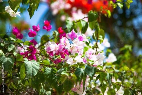  Красивые цветы крупным планом, кустарник Бугенвиль, остров Занзибар. © margo1778
