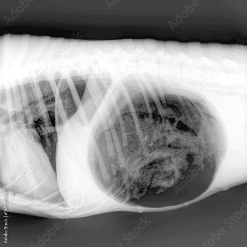 Obraz na plátne Radiographie de chien : dilatation de l'estomac
