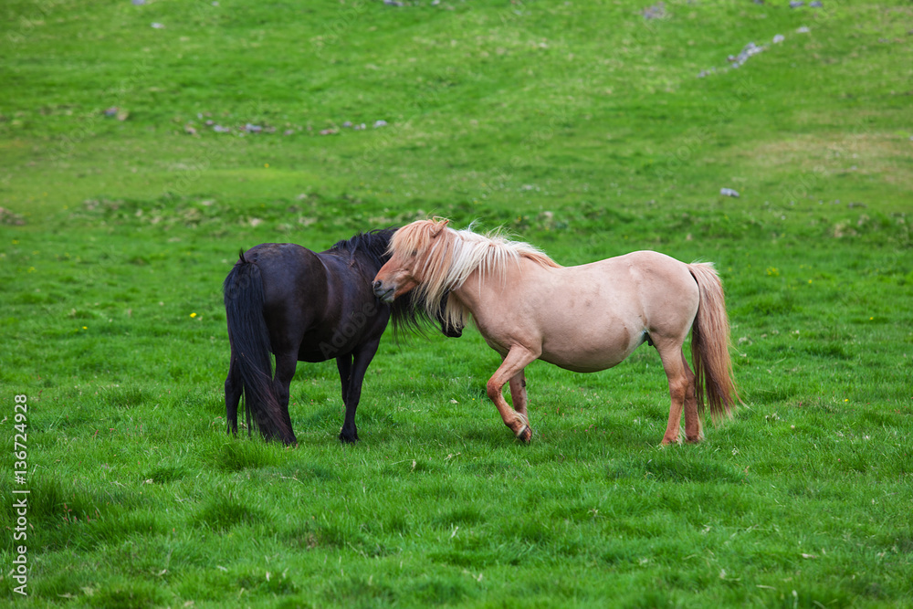 Fototapeta premium A lovely couple of Icelandic Horses
