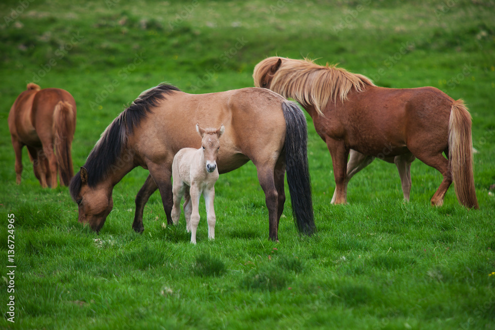 Icelandic horses graze on a green meadow