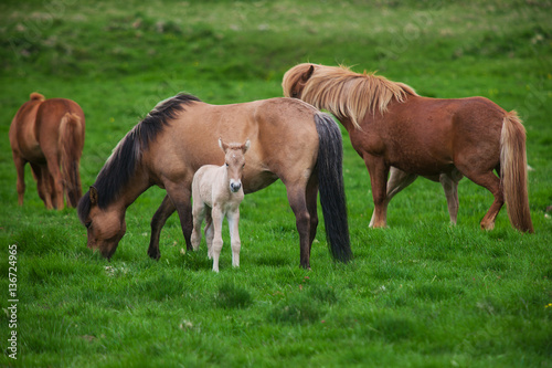 Icelandic horses graze on a green meadow