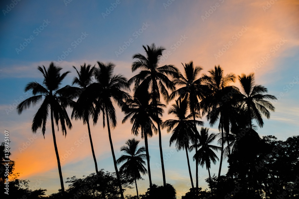 Silhouette of palm trees against tropical sunset sky, Matapalo Beach, Guanacaste, Costa Rica