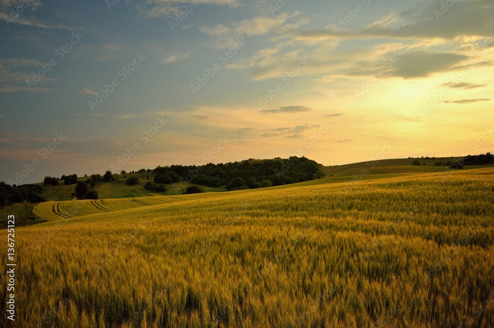 Summer meadows and fields landscape in Slovakia. Cornfield, gold grass and blue sky panorama.