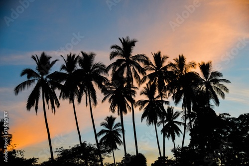 Silhouette of palm trees against tropical sunset sky, Matapalo Beach, Guanacaste, Costa Rica
