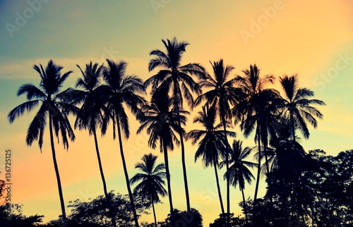 Silhouette of palm trees against tropical sunset sky  Matapalo Beach  Guanacaste  Costa Rica