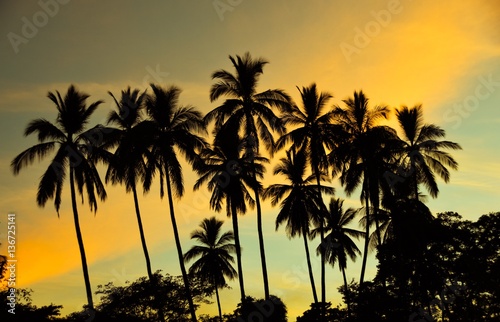 Silhouette of palm trees against tropical sunset sky  Matapalo Beach  Guanacaste  Costa Rica 