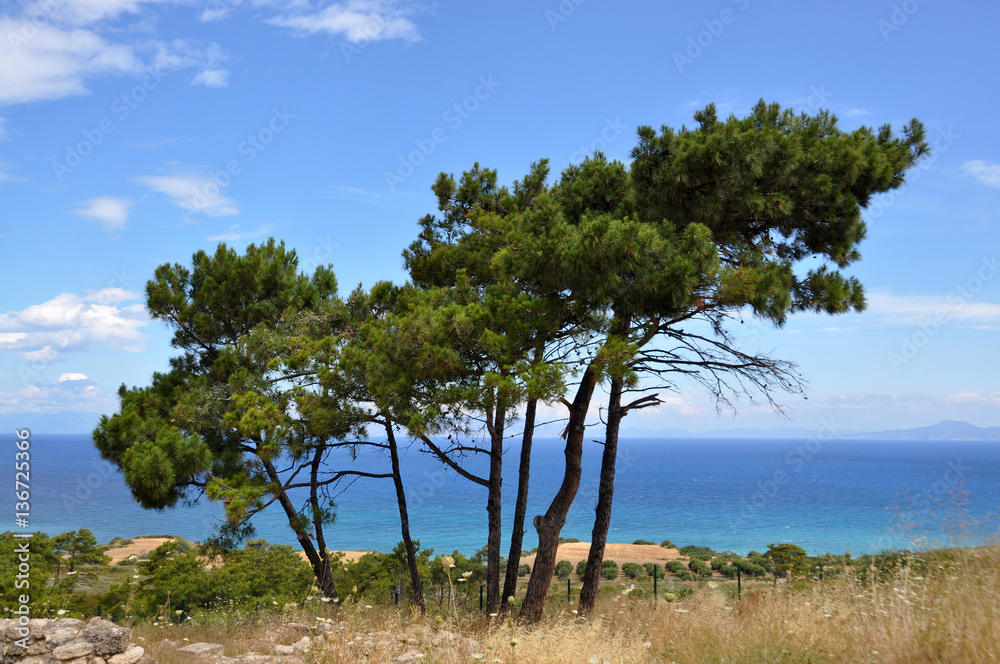 A few pines grow on the backdrop of the Mediterranean sea, Rhode