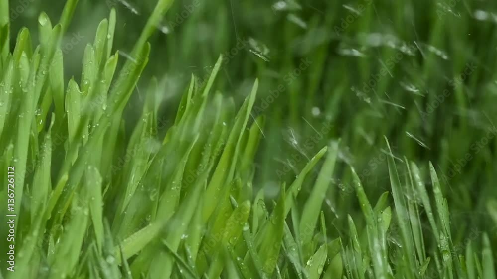 Sprouted wheat seeds. Wheat sprouts. Microgreens. Wheatgrass. Green grass. Dew on the grass. Sprouted wheat seeds. Wheat sprouts. Microgreens. Wheatgrass. Green grass. Dew on the grass.