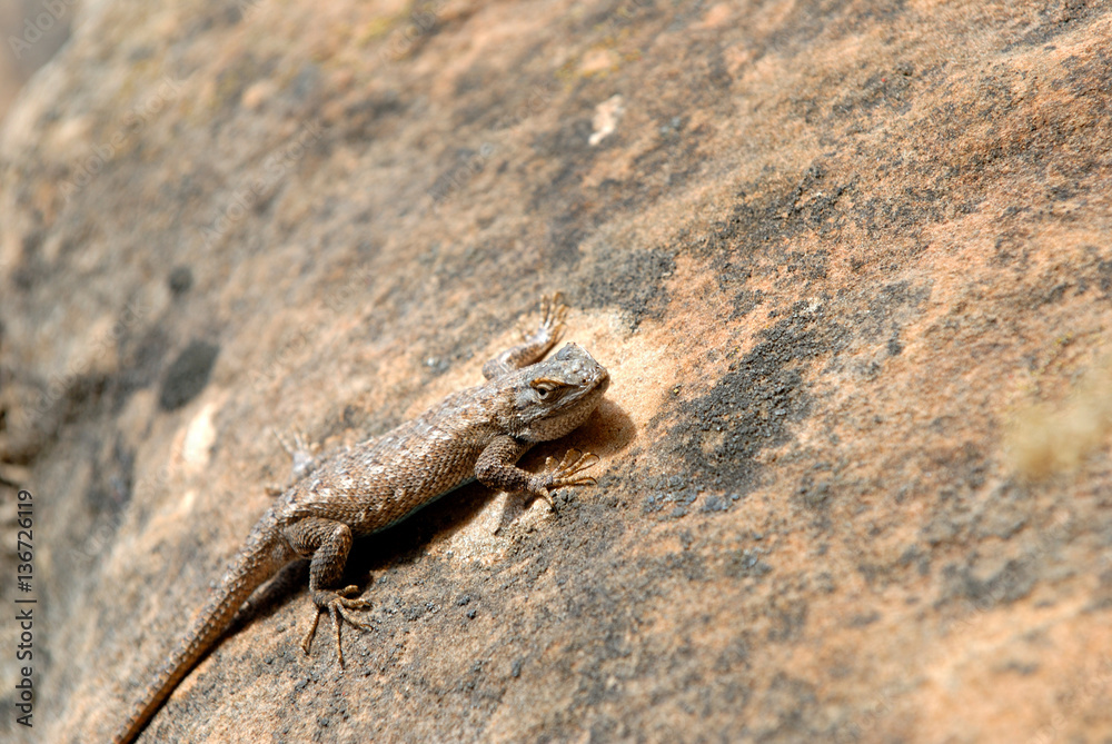 Lizard on Utah Red Rock
