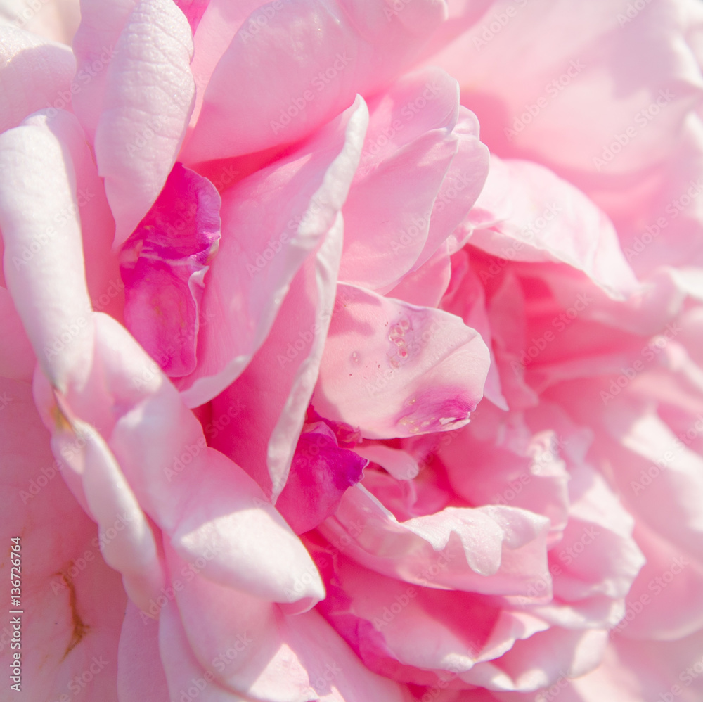 Obraz premium abstract nature sweet rose flower background
