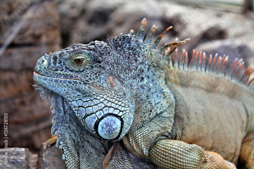 Large herbivorous lizard family iguanidae with scales and needles