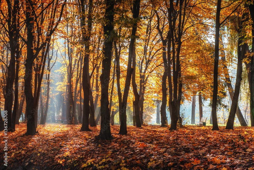 Golden autumn. The sun's rays pass through trees