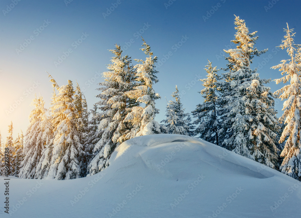 Obraz premium magical winter snow covered tree. Carpathian Ukraine Europe.
