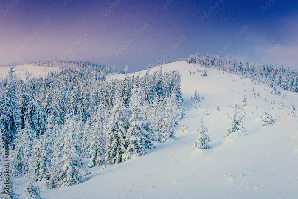 magical winter snow covered tree. Carpathian Ukraine Europe.