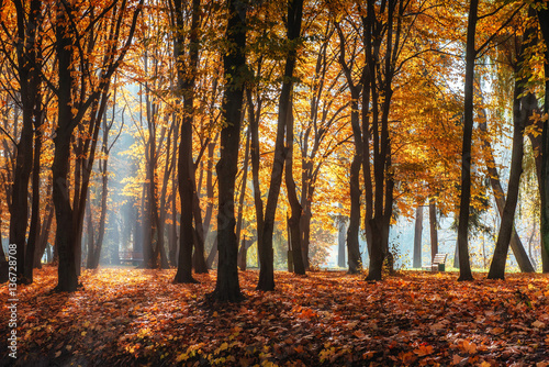 Golden autumn. The sun s rays pass through trees
