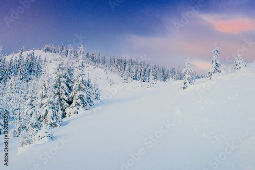 magical winter snow covered tree. Carpathian Ukraine Europe. © standret
