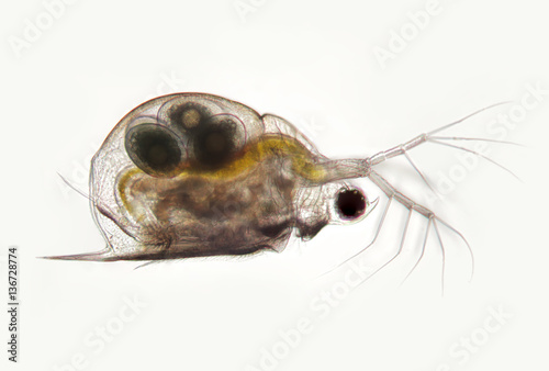 Planktonic crustaceans Daphnia probably Daphniidae Scapholebris Mucronata. Freshwater zooplancton by microscope
