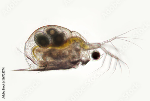 Photography Planktonic crustaceans Daphnia probably Daphniidae Scapholebris Mucronata