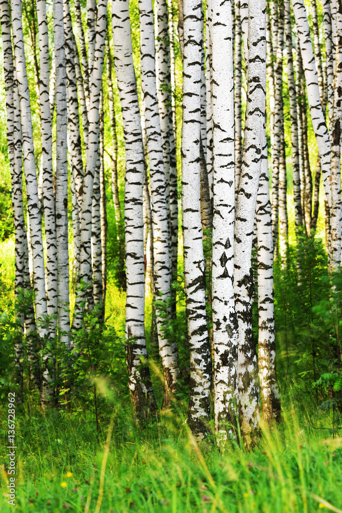 Obraz premium summer in sunny birch forest