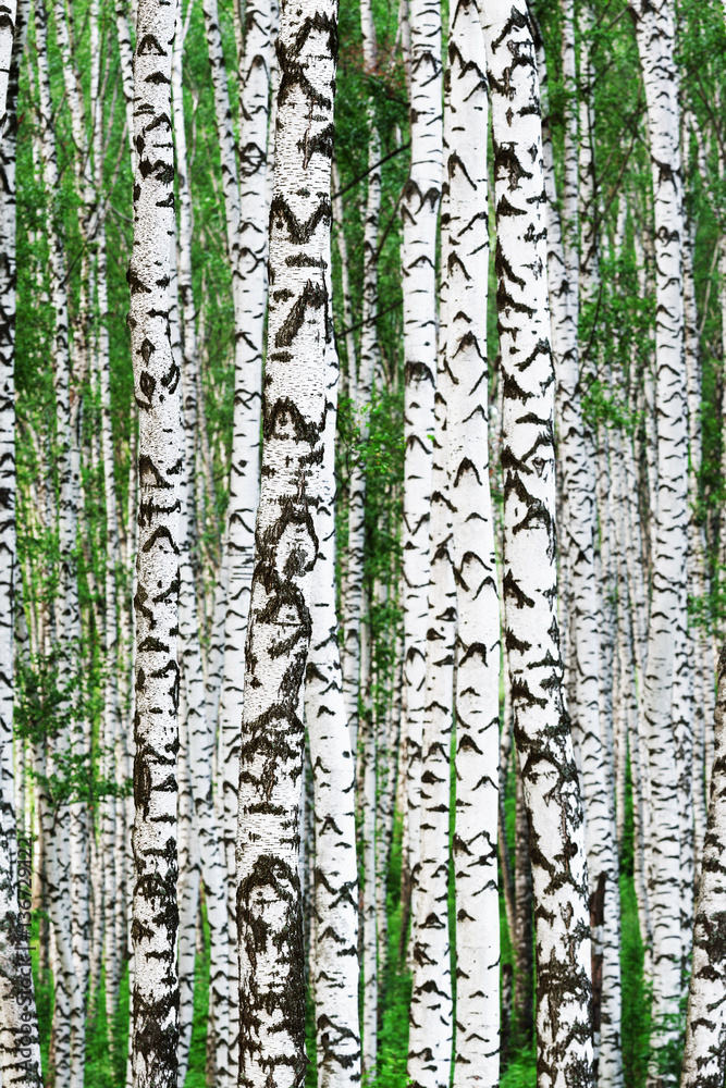 Obraz premium summer in sunny birch forest