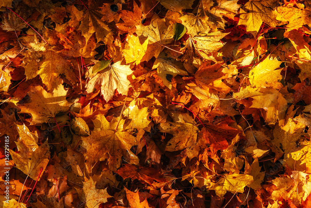 Yellow, orange and red autumn leaves in fall park Yellow, orange and red autumn leaves in fall park