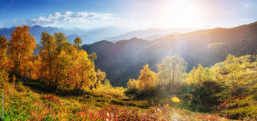 Obraz premium birch forest in sunny afternoon while autumn season,