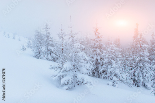 Wallpaper Mural fog in winter mountains. Fantastic sunset. Torontodigital.ca
