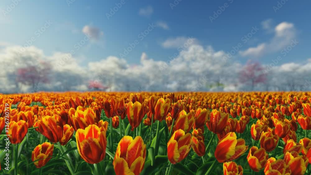 Group of orange, red tulips against the sky. Spring landscape. Blurring background.