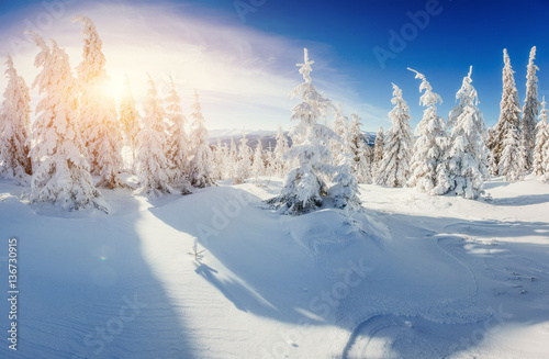 magical winter snow covered tree. Sunset in the Carpathians. Ukr
