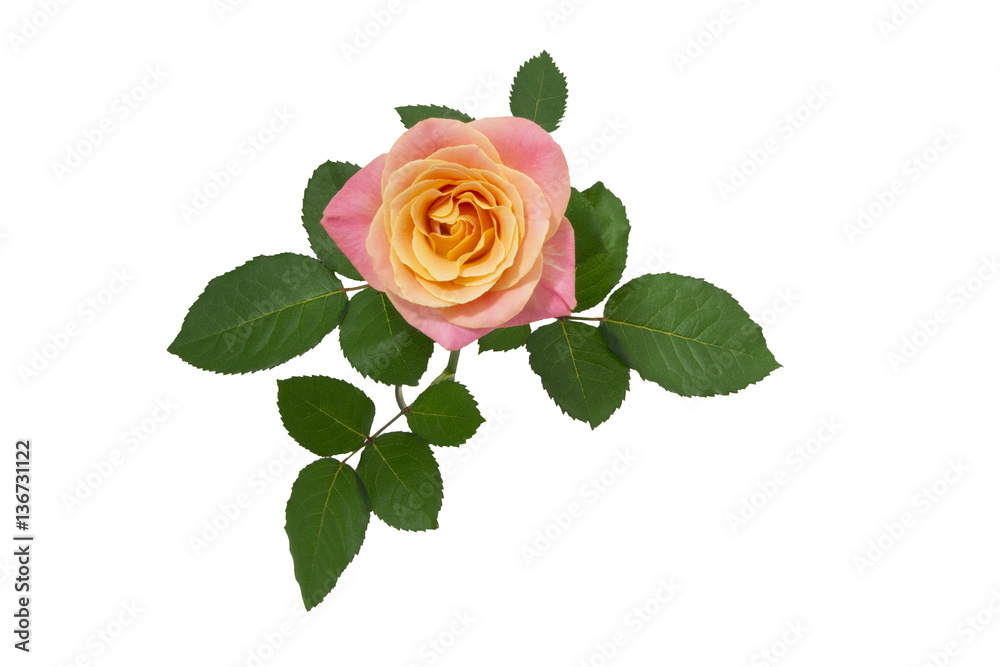 Naklejka premium tea rose on a white with a lot of leaves isolated