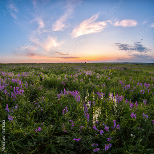 Spring landscape with flower