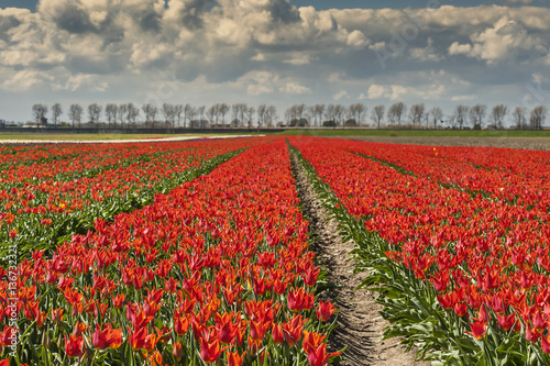 Spring Landscape with Tulip