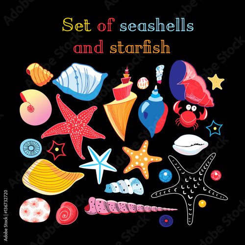 Vector set of sea shells and starfis photo