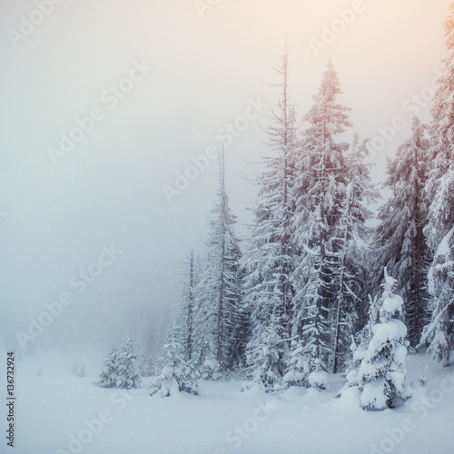 winter landscape trees in frost and fog