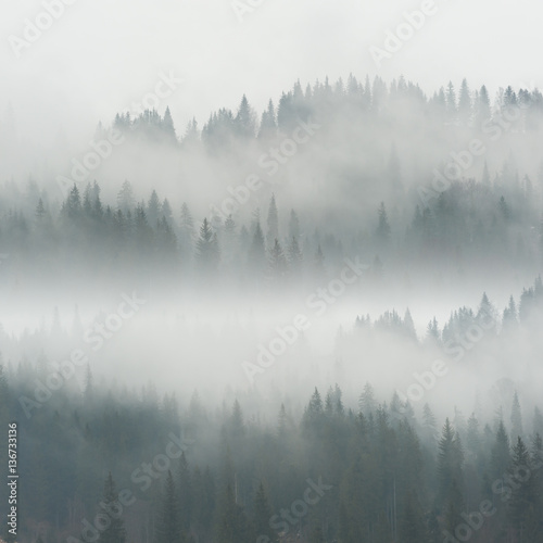 Beautiful Fog in Forest