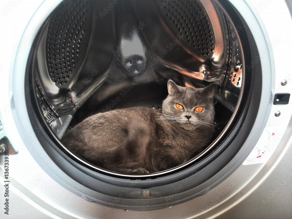 Cat in the washing machine