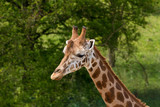 Giraffe Close Up / Camelopard