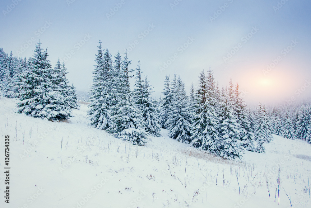 Winter landscape glowing by sunlight. Dramatic wintry scene.