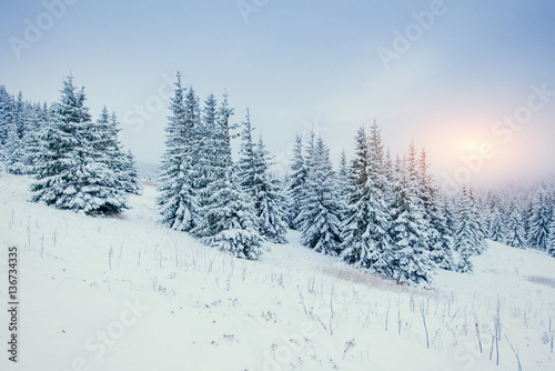 Winter landscape glowing by sunlight. Dramatic wintry scene.