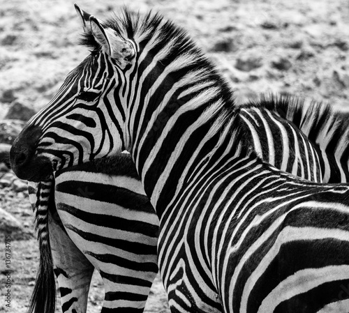 Zebra Close Up Black And White