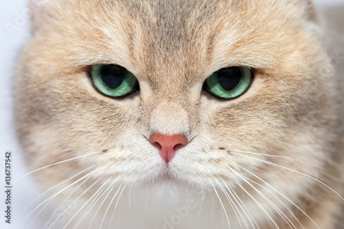 Cats eyes: Close up of a British golden chinchilla cats green ey