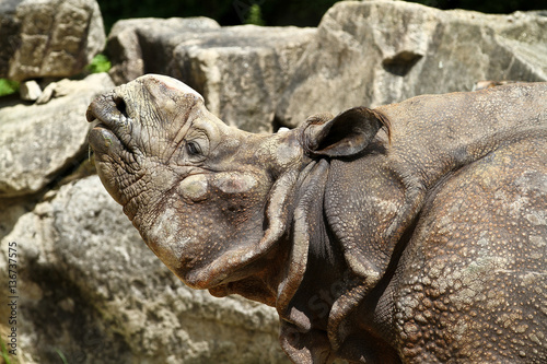 Nashorn - Rhinozeros