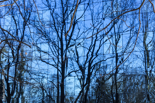Reflection of trees in a glass wall. Metal construction, blue glass and trees without leaves in winter..