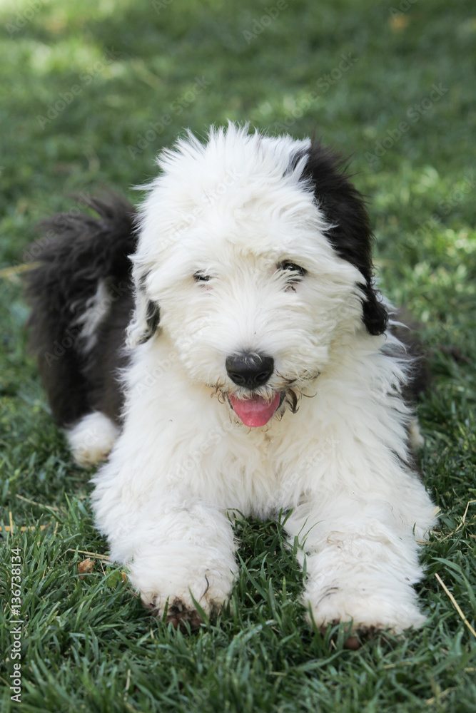 Olivia, a female Old English Sheepdog puppy