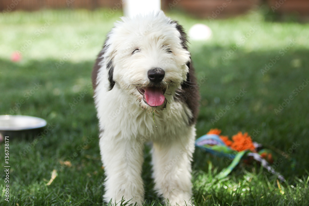 Olivia, a female Old English Sheepdog puppy Olivia, a female Old English Sheepdog puppy