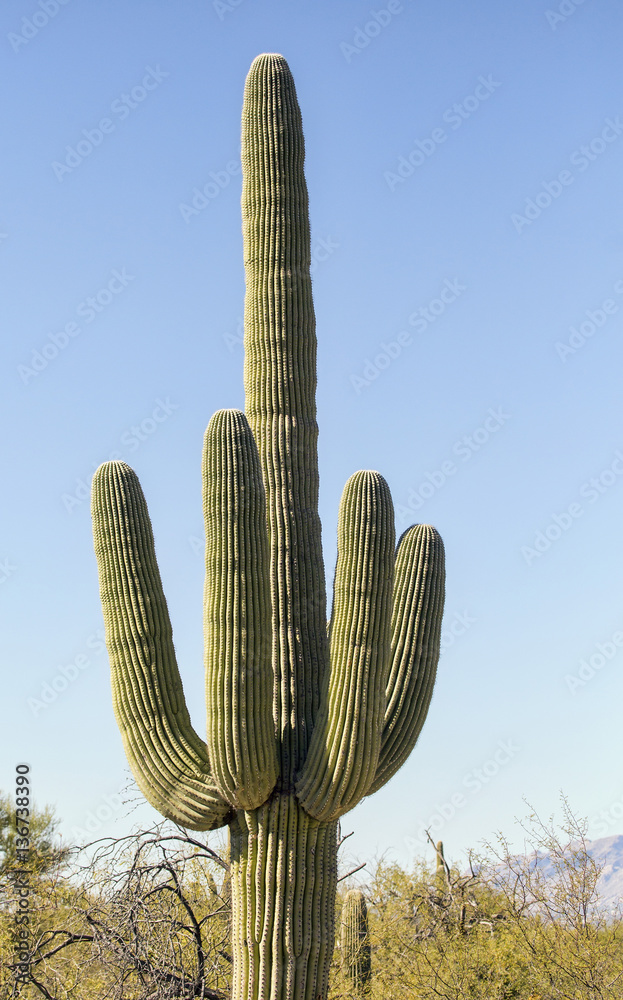 Saguaro cactus humorous middle finger gesture Stock Photo Adobe Stock