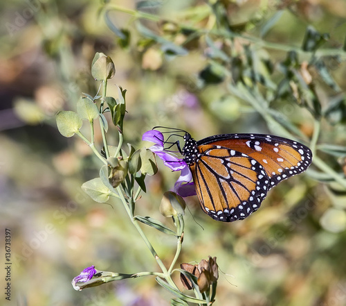 Monarch Butterfly (Danaus plexippus) © RbbrDckyBK