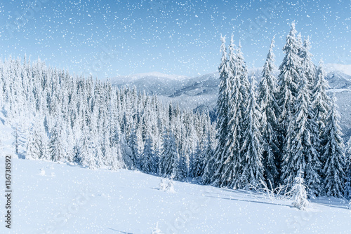 Winter tree in snow. Carpathian, Ukraine, Europe. Bokeh light ef