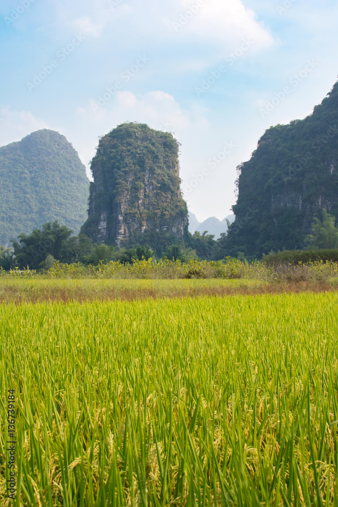 Rice field in karst area of Guangxi province, China